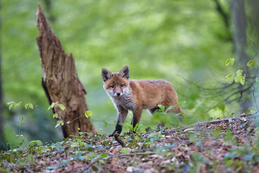 wild photography of brown fox beside wood, fuchs, young fox HD wallpaper