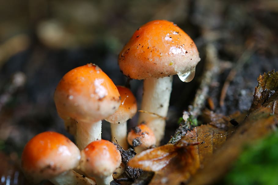 mushroom, rac, autumn, food, toadstool, nature, wood, moss, HD wallpaper