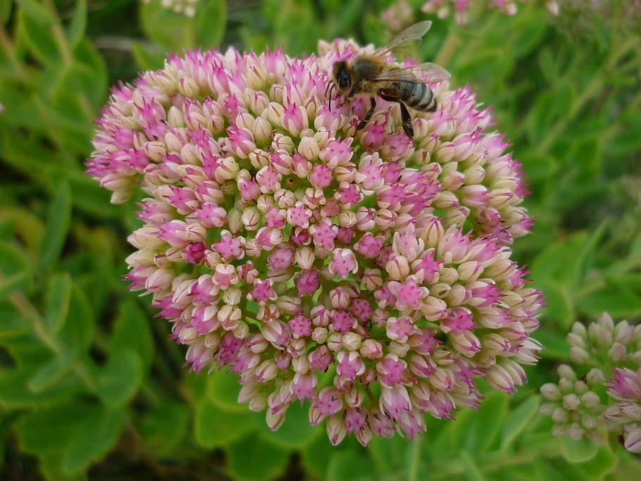 stonecrop, flower, many, tiny, flowers, pink, bee, summer, close HD wallpaper