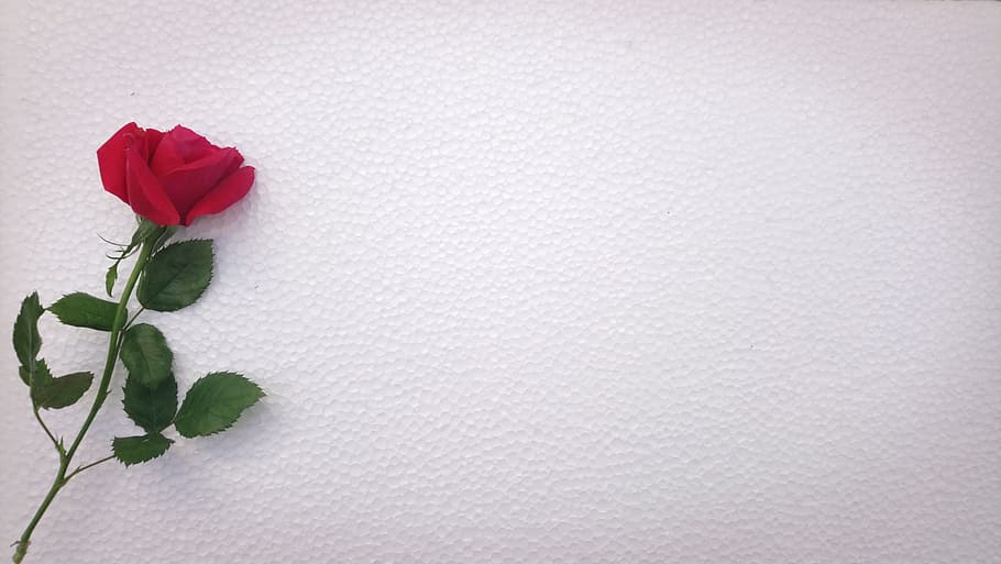 photo of red rose on white surface, flower, desktop, abstract, HD wallpaper
