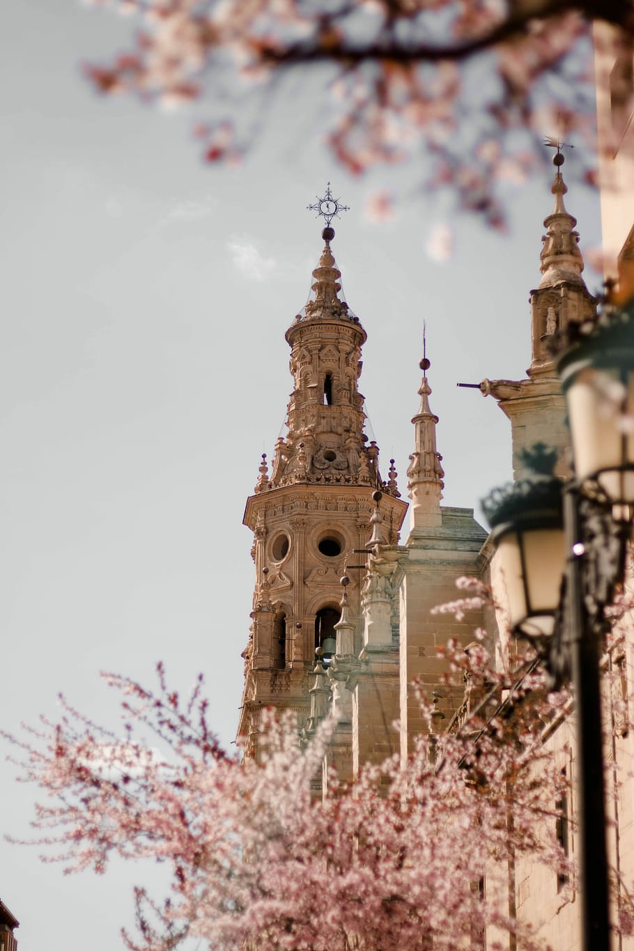pink cherry blossom tree near the cathedral during daytime, cherry blossom trees near building HD wallpaper