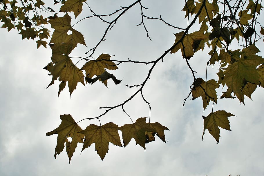 maple, tree, leaves, autumn, forest, branch, branches, foliage HD wallpaper