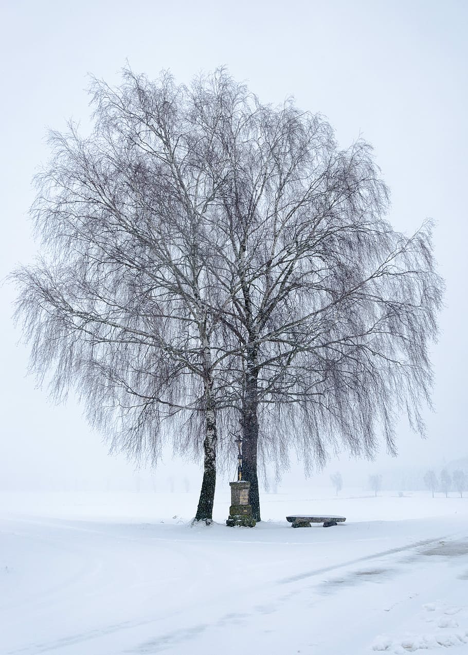 snow, winter, frost, cold, tree, landscape, snow white, scenic HD wallpaper