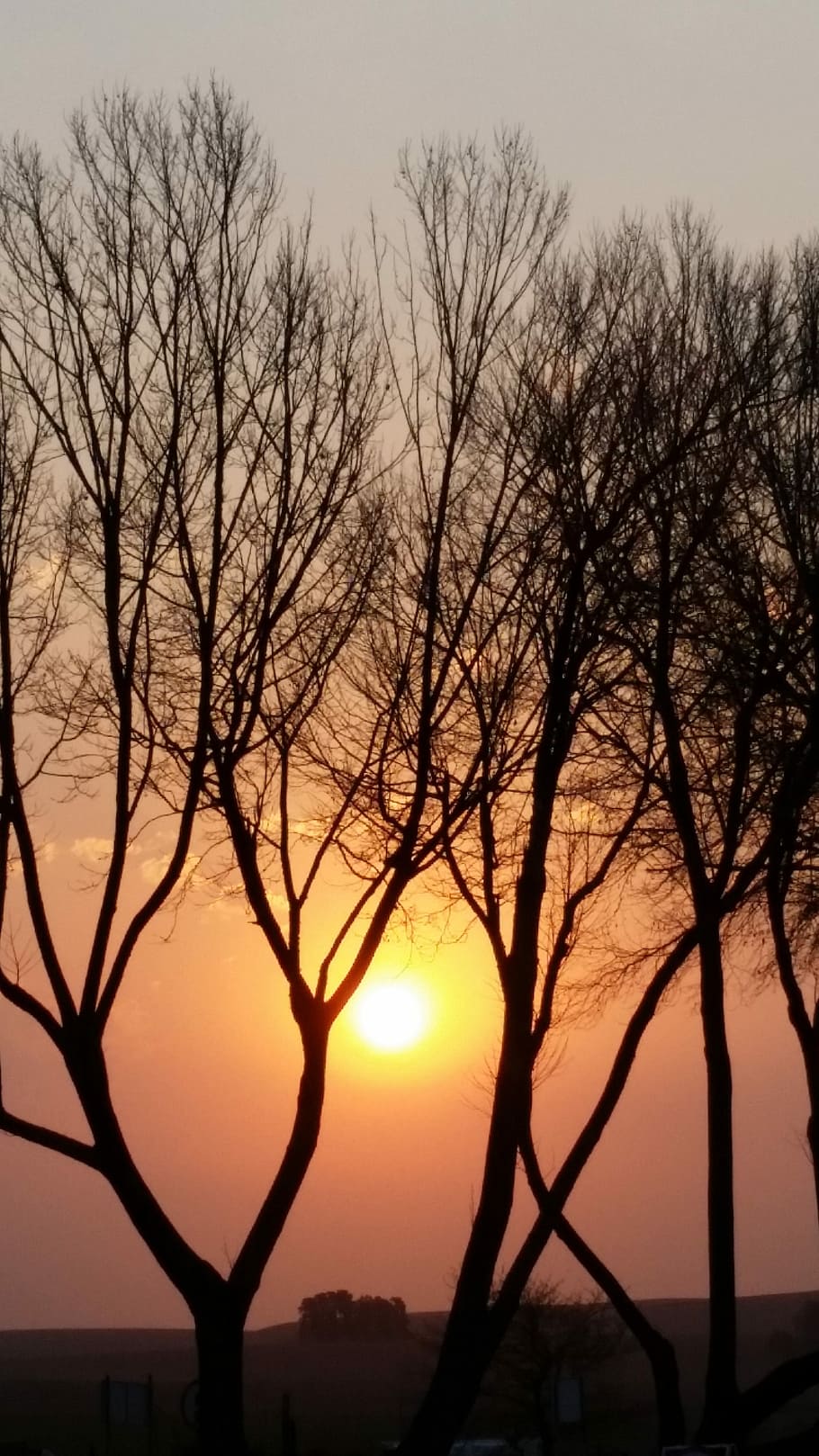 sunset, nature, tree, sunrise, landscape, sky, summer, light HD wallpaper