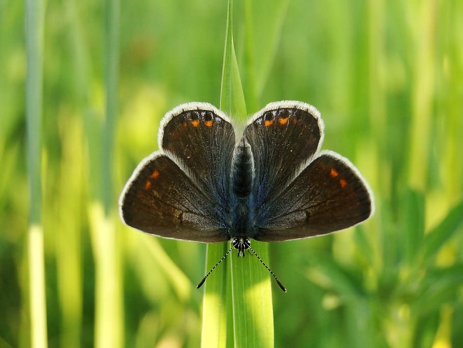 selective focus photography of black moth, selective focus photo of brown and orange moth perch on green grass HD wallpaper
