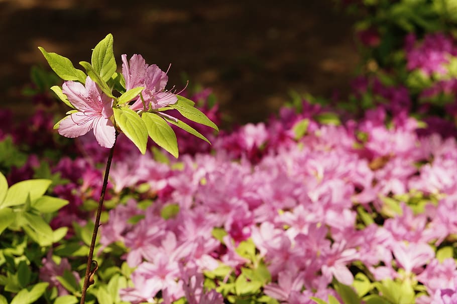 flowers, spring, cosmos, dandelion, summer, nature, bud, tabitha HD wallpaper
