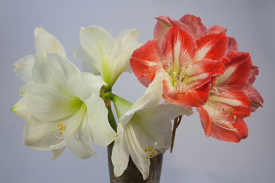 white and red amaryllis flowers in bloom, blossom, plant, botany HD wallpaper