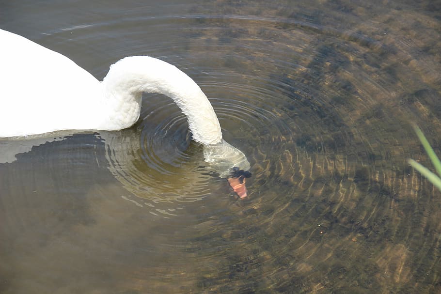 Swan, Head, Immersion, Water Bird, Eat, diving, underwater HD wallpaper