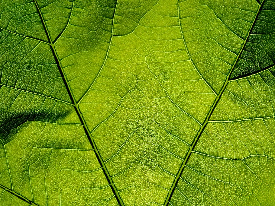 sheet, texture, from, green, macro, green color, plant, full frame HD wallpaper