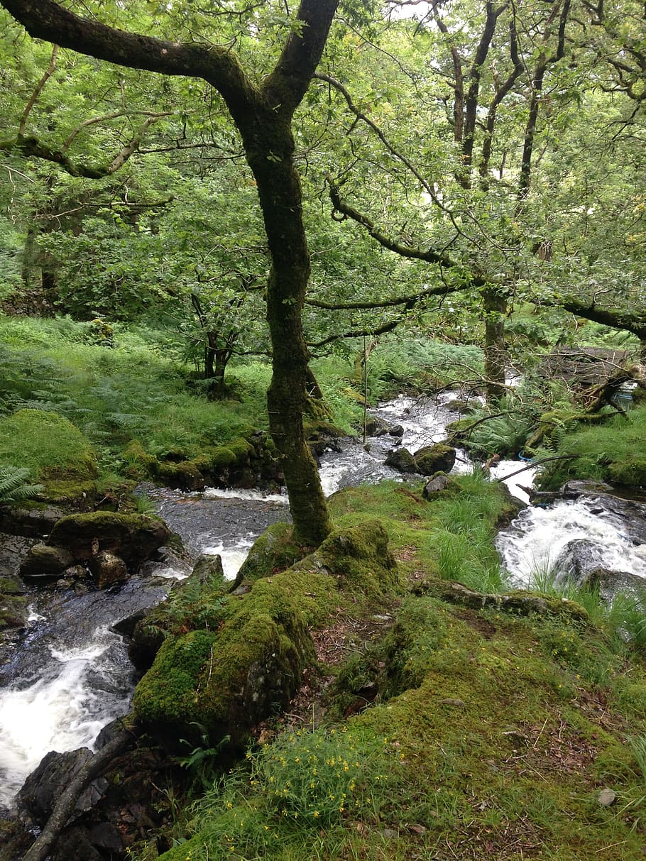 beautiful, rural, stream, water, plant, tree, forest, flowing water HD wallpaper