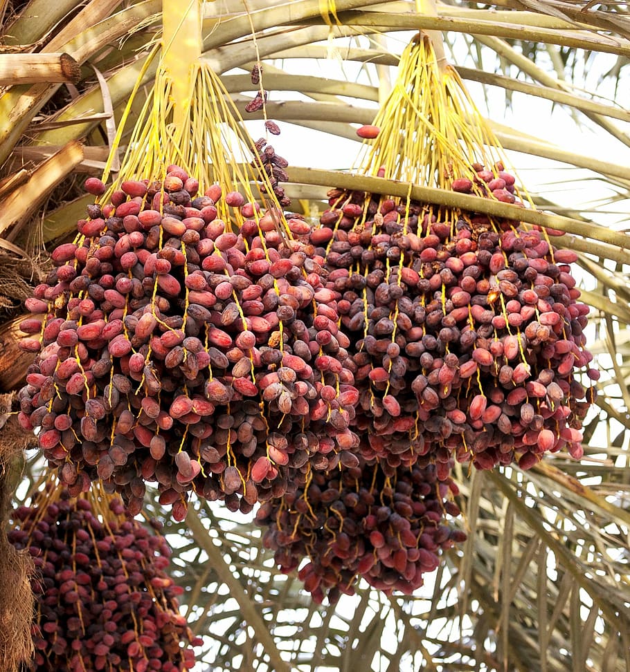 dates, palm tree, tropical, fruit, food, plant, ripe, agriculture