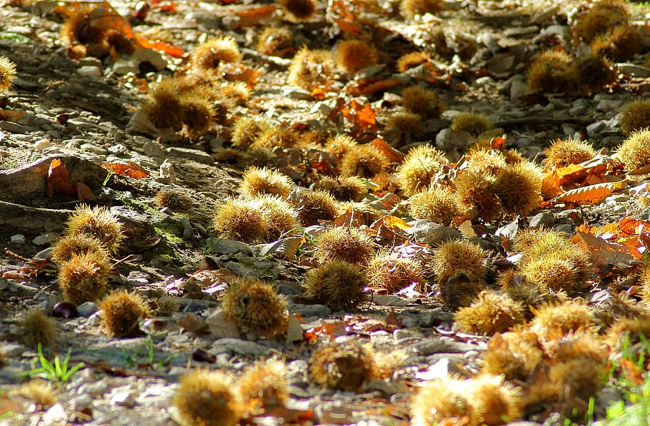 chestnut, autumn, away, prickly, seeds, forest floor, maroni HD wallpaper