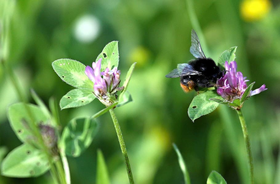 bumble, bee, bumblebee, insect, bug, gathering, pollen, animal wildlife HD wallpaper