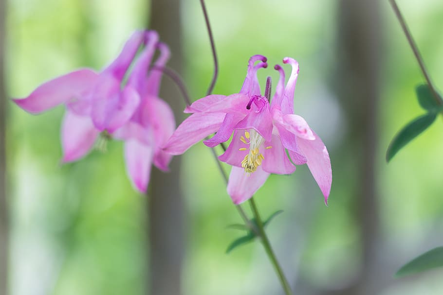 HD wallpaper: columbine, pink, pink columbine, flower, pink flower