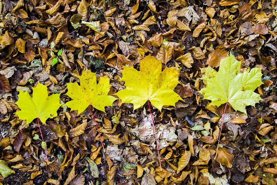 leaf, nature, plant, fall, plant part, change, autumn, dry HD wallpaper