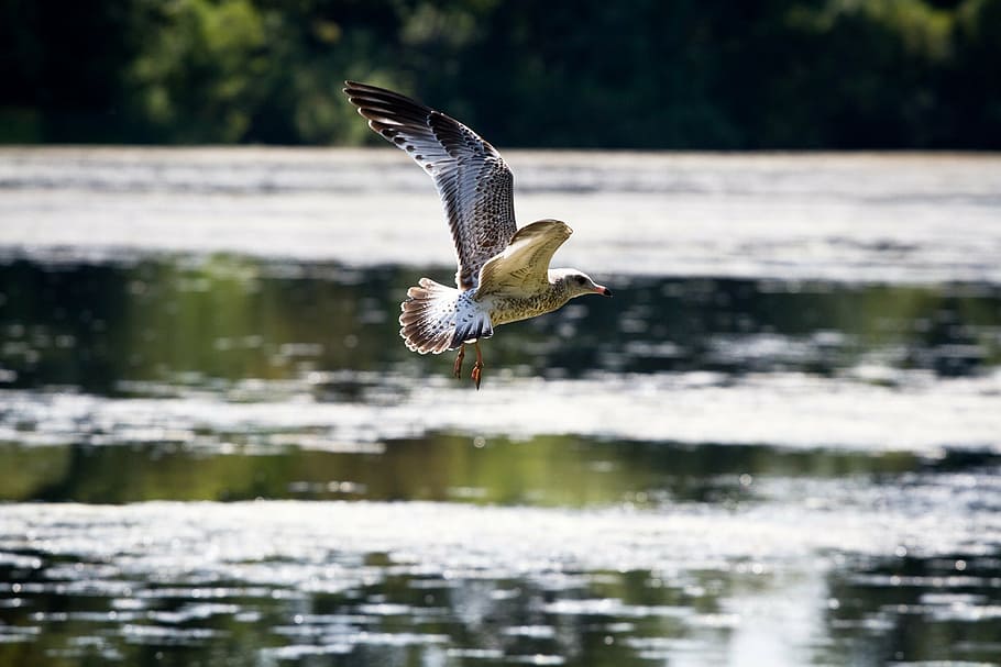 seagull, flying, in flight, bird, wildlife, nature, wings, seabird HD wallpaper