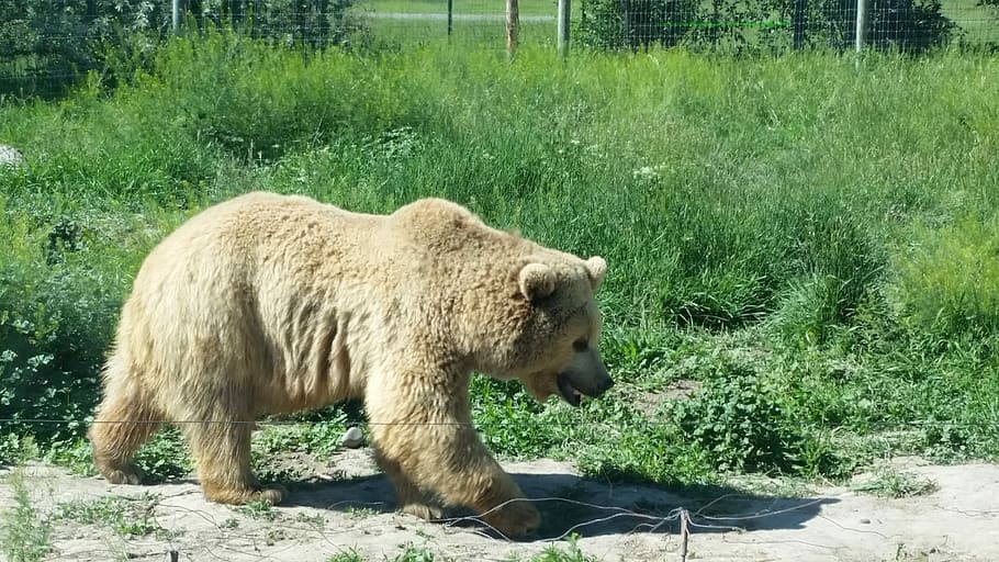 brown bear walking on sand during daytime, Grizzly Bear, Carnivore HD wallpaper