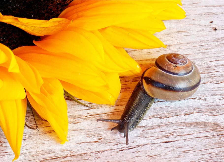 snail, home, reptile, yellow, close-up, no people, freshness HD wallpaper