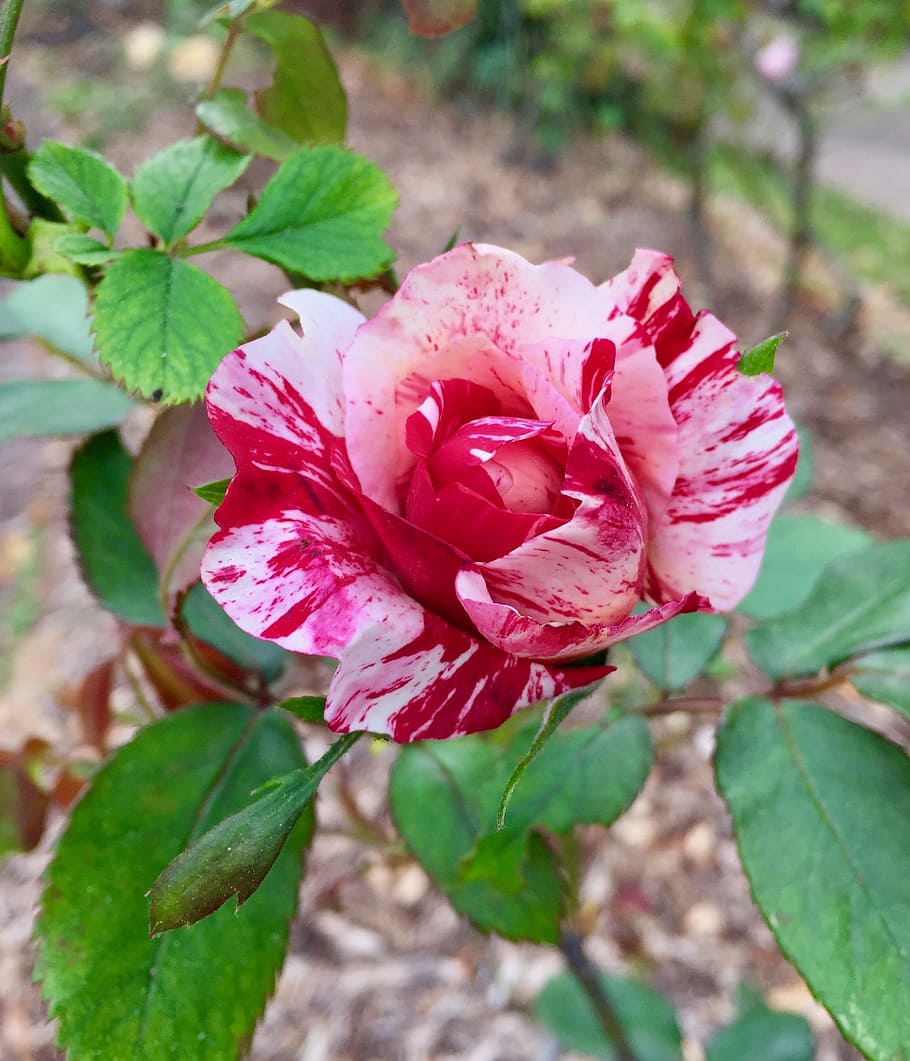 flower, nature, flora, leaf, shrub, rose, floral, blooming HD wallpaper