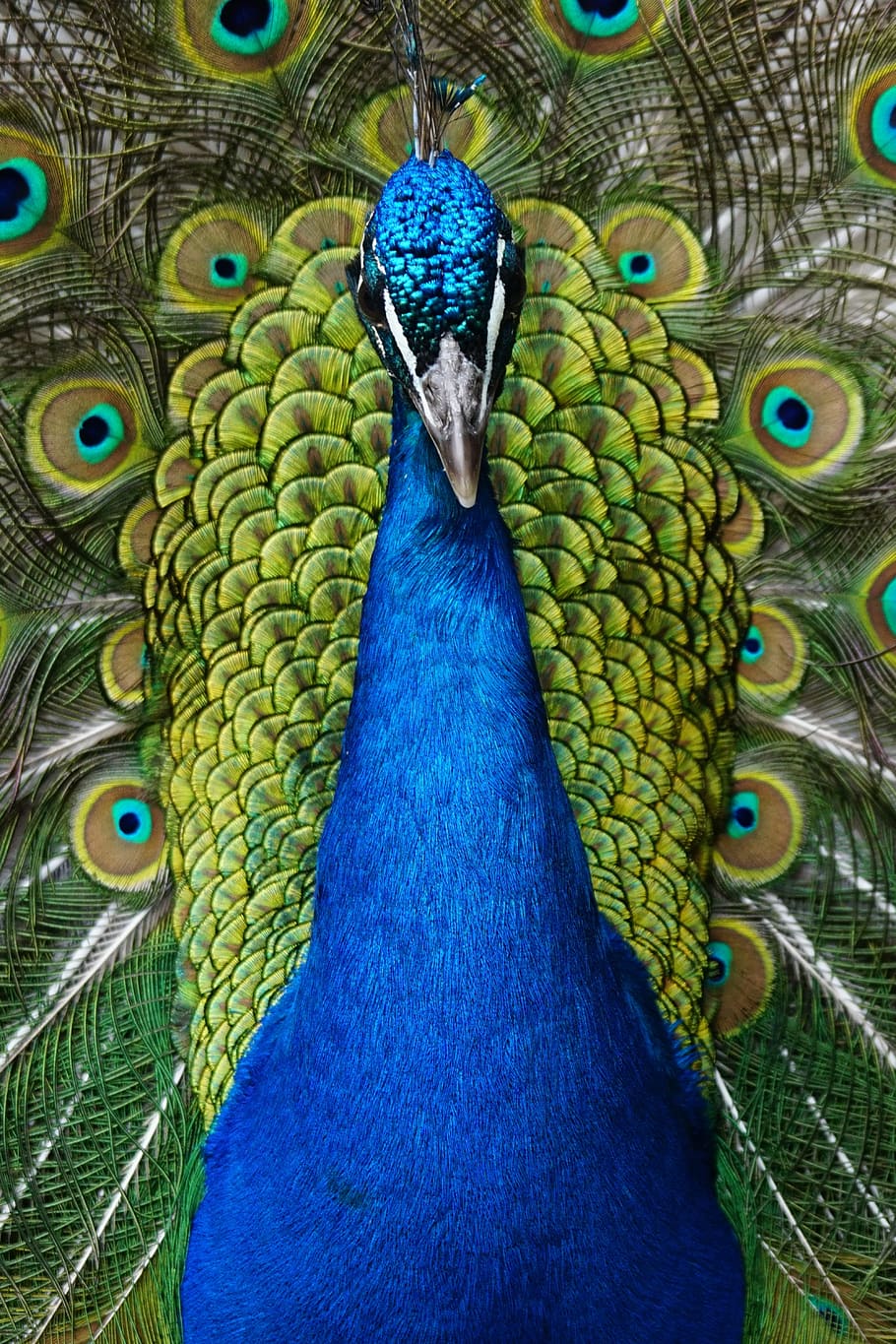 close up photo of blue and green peacock, bird, iridescent, gorgeous