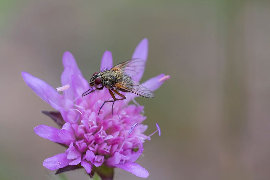 fly, flower, insect, nature, plants, winged insect, invertebrate HD wallpaper