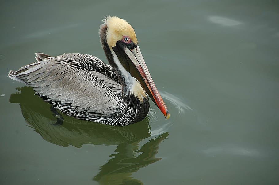 duck at body of water, pelican, wading, bird, avian, wildlife