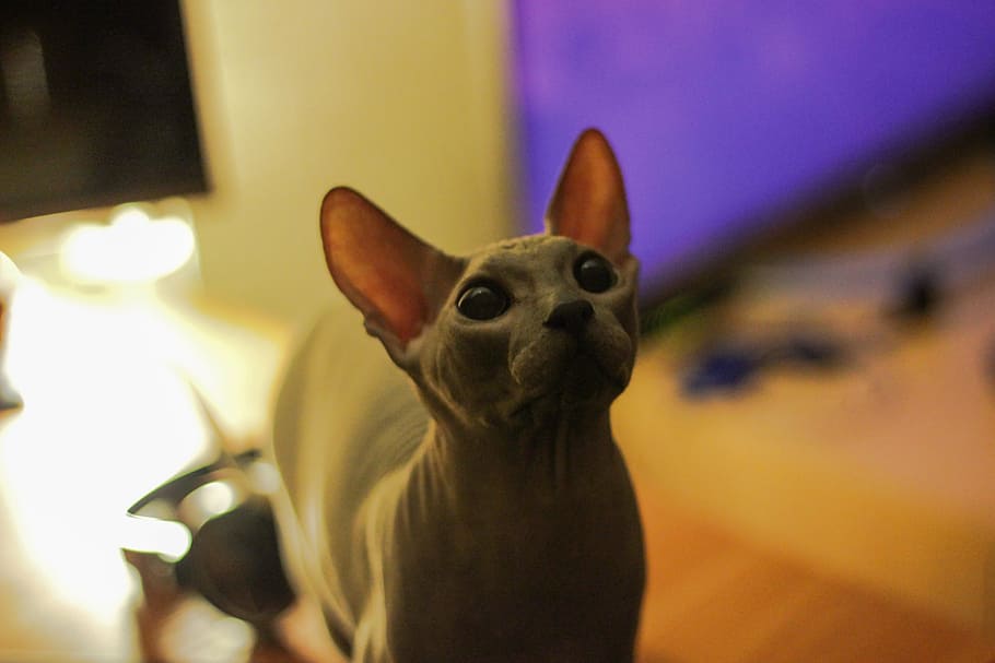 macro shot of puppy, cat, simba, sphynx, sphinx, bald, boots HD wallpaper