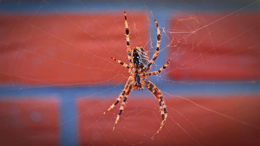 spider, insect, animal, close, arachnid, nature, macro, arachne HD wallpaper