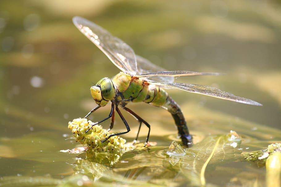 dragonfly, bug, nature, garden, pond, green, animal, animal themes HD wallpaper
