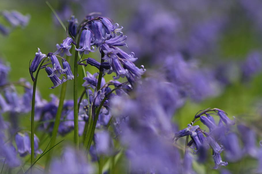 bluebells, flower, spring, flowering plant, purple, beauty in nature HD wallpaper