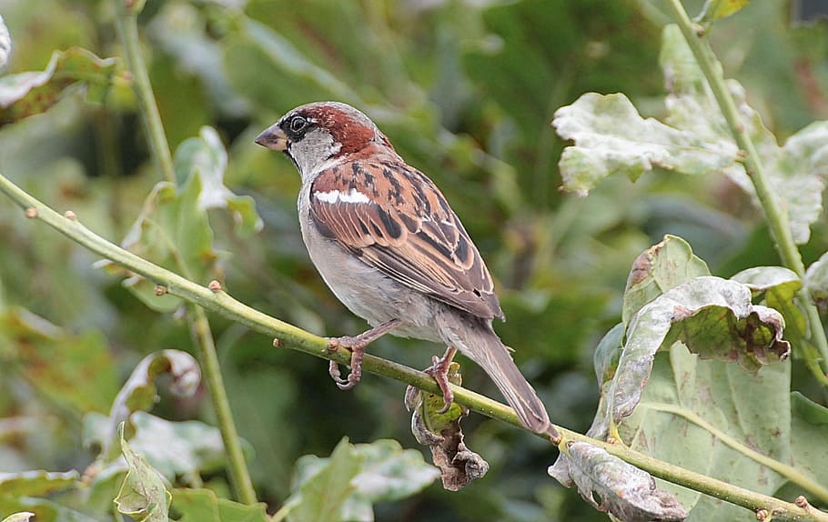 sperling, sparrow, passeridae, birds, songbirds, males, house sparrow, HD wallpaper