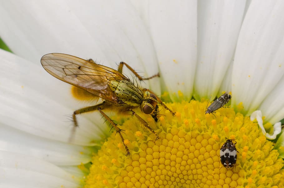 animal, flower, pollen, insect, bug, close-up, fly, wasp, invertebrate HD wallpaper