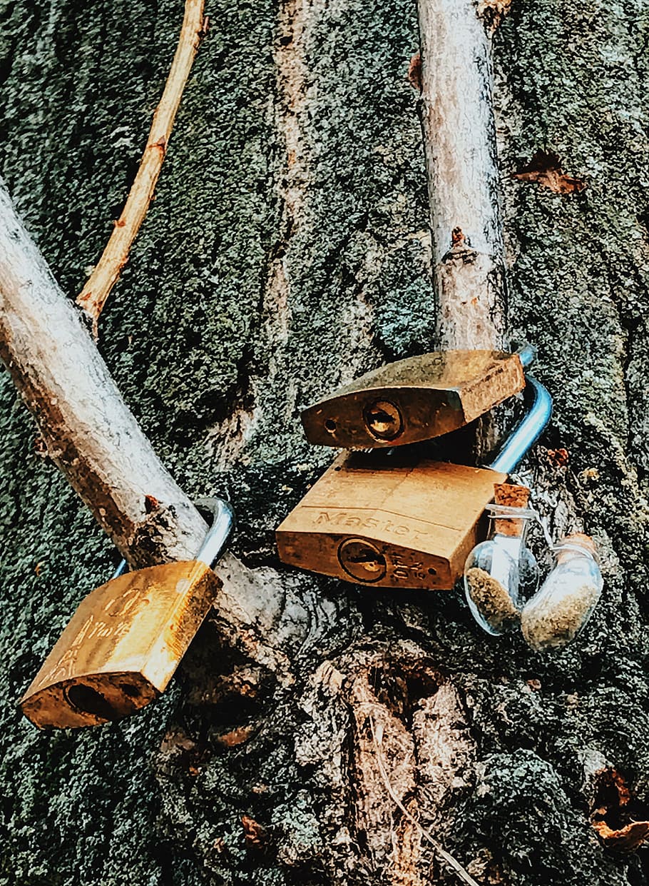 Three Brass Padlocks on Tree Branch, bark, branches, close -up