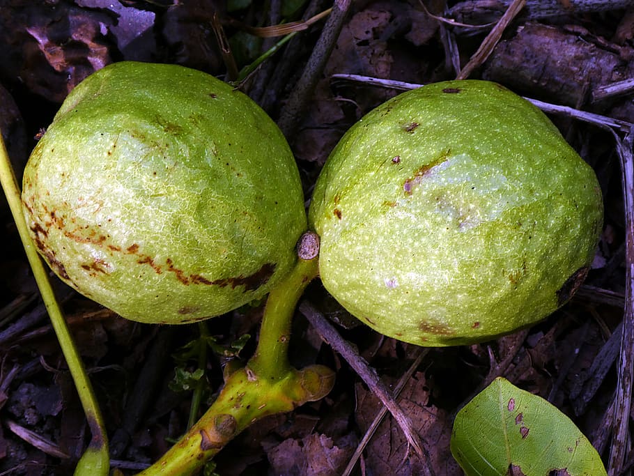 nuts, fruit, nature, green, shell, food and drink, healthy eating HD wallpaper