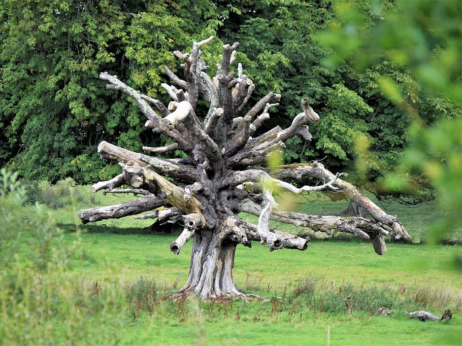 tree, dead tree, nature, park, plant, land, grass, no people HD wallpaper