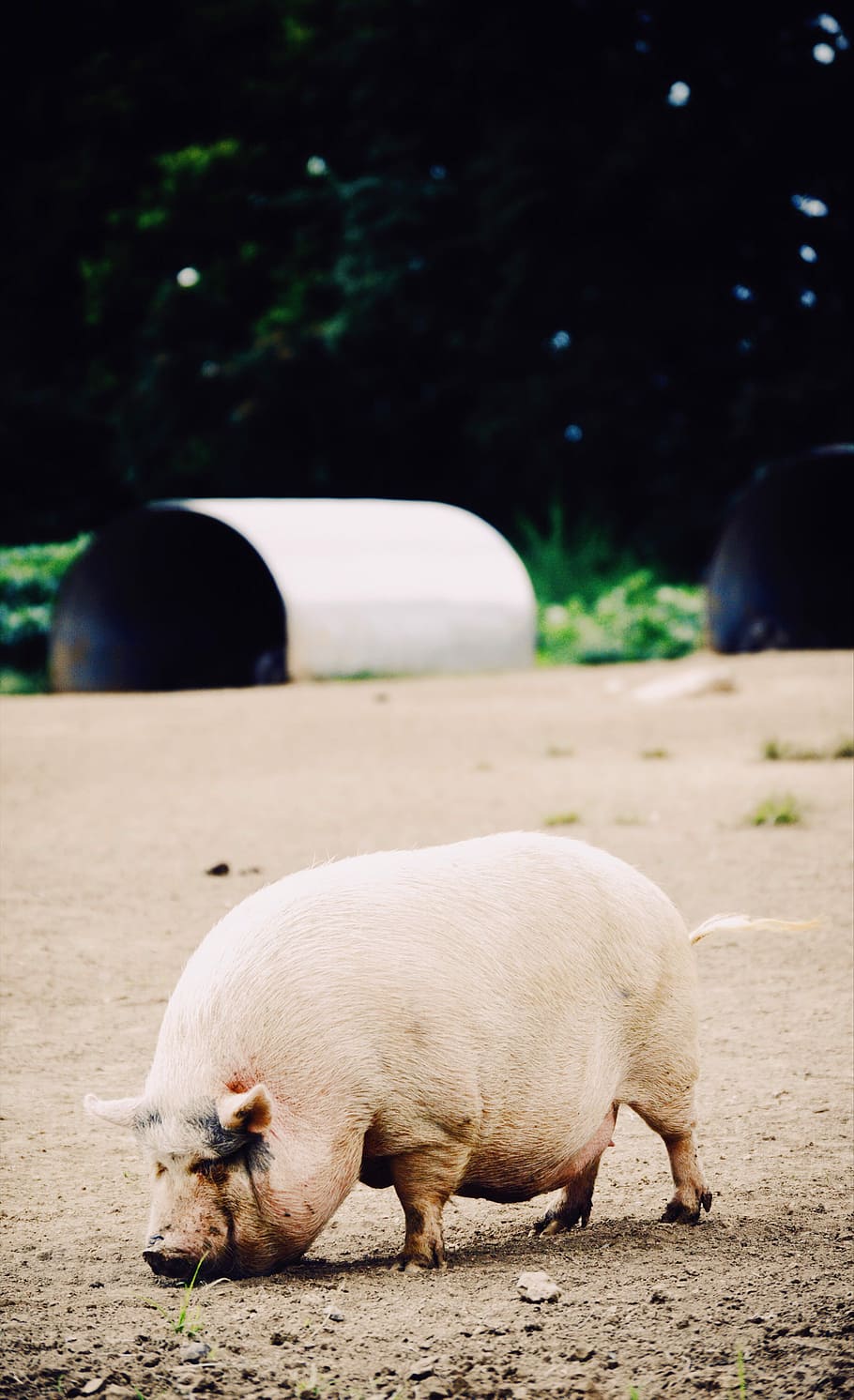 white pig during daytime phoot, pink pig on brown ground, farm, HD wallpaper