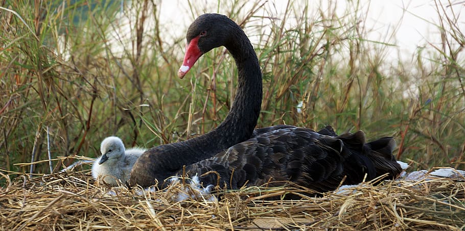 black swan and white chick, breeding, myanmar, bird, animal themes HD wallpaper