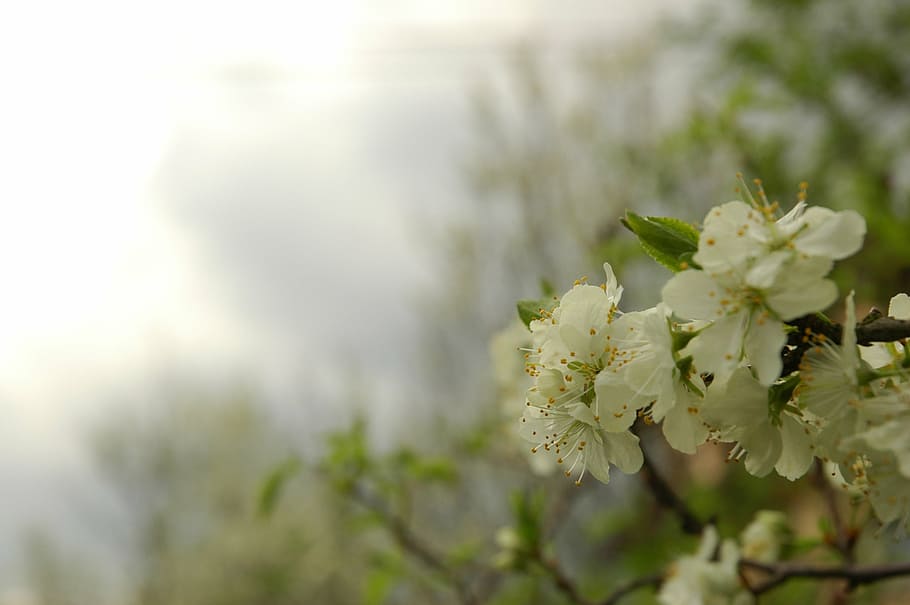 spring, green, bloom, flowers, flourishing, white, apple, nature HD wallpaper