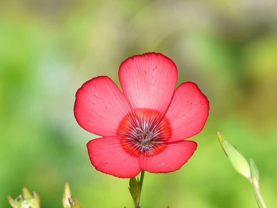 Blossom, Bloom, prachtlein, red lein, flower, translucent, light red HD wallpaper