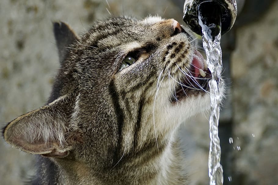 close up photograph of silver cat drinking water on faucet, getiegert