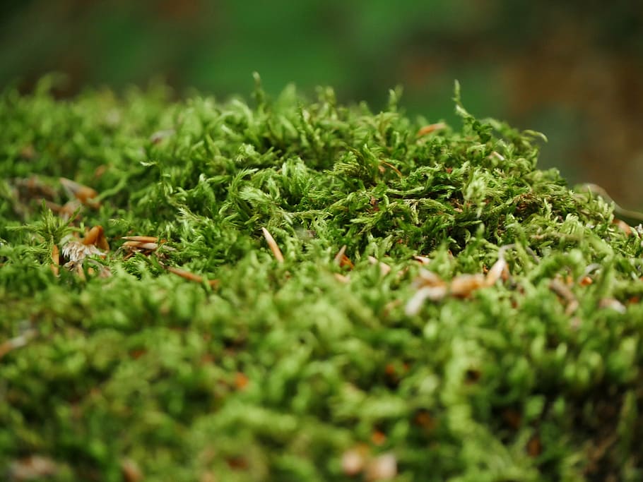 moss, forest, green, landscape, trees, plants, nature, of course HD wallpaper