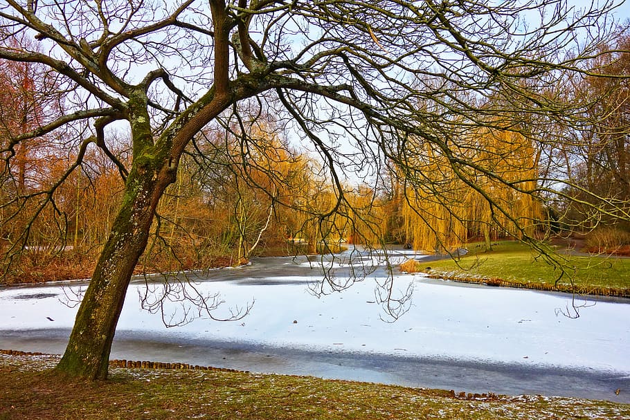 tree near body of water, pond, ice, frozen, frozen pond, willow, HD wallpaper