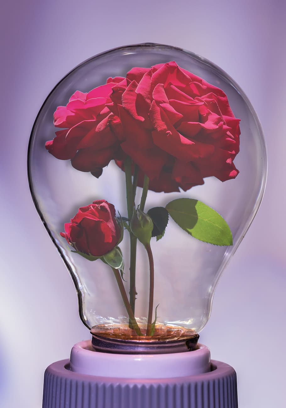 bulb, rose, light, flower, floral, lamp, plant, flowering plant HD wallpaper