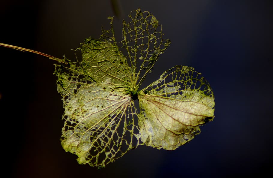nature, background, leaf, plant, hydrangea, transient, garden HD wallpaper