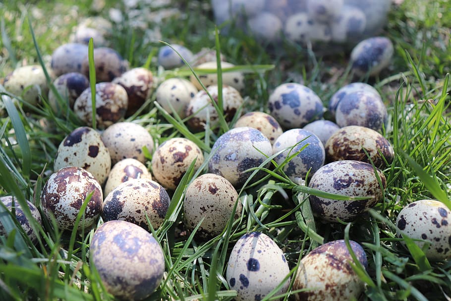 quail, egg, quail eggs, easter, close, basket, healthy, food, HD wallpaper