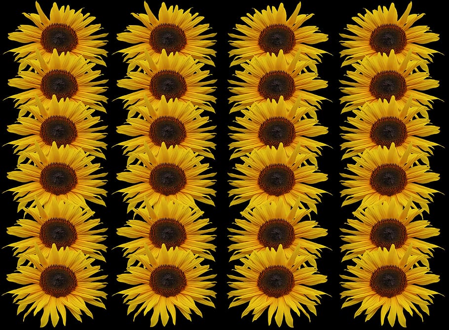 sunflower, series, texture, background, isolated, pattern, yellow HD wallpaper