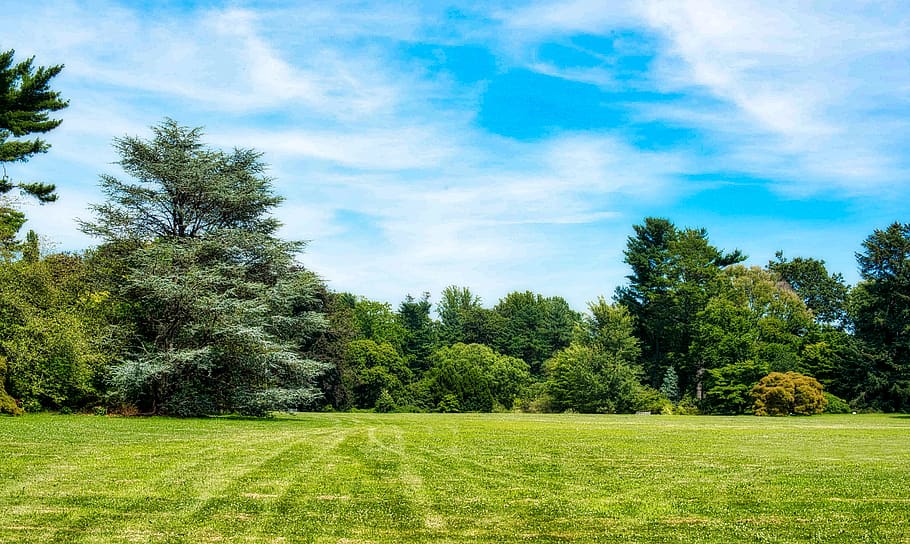 nature, grass, tree, summer, landscape, plant, green color HD wallpaper