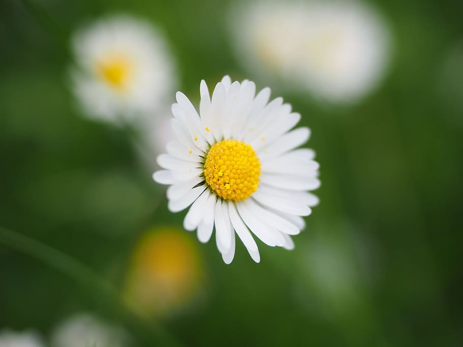 selective focus photography of chamomile flower, Daisy, Blossom HD wallpaper