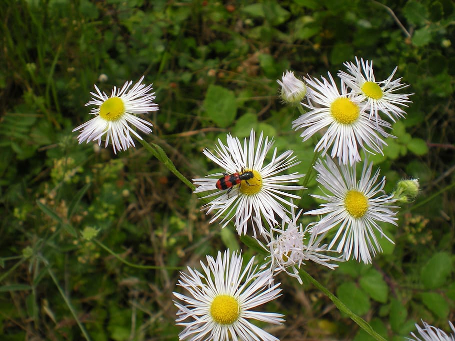 flower, undergrowth, insect, flowering plant, freshness, vulnerability HD wallpaper