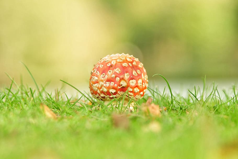 red and white mushroom beside green grass during daytime, red wild mushroom on grass field HD wallpaper